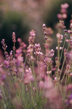 Gün batımının arka ışığında canlı mor lavanta çiçekleri. Aromaterapi. Odaklanma. Doğal Kozmetik.