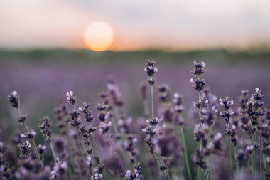 Mor bir tarlanın bulanık arka planında gün batımında lavanta. Pastel gözlük. Aromaterapi doğal kozmetik. Yumuşak odaklanma. Fransız Lavanta Tarlaları.