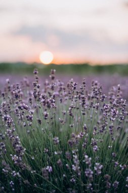 Gün batımında Provence lavantası çalıları. Aromaterapi doğal kozmetik. Fransız lavanta tarlaları. Yumuşak odak.