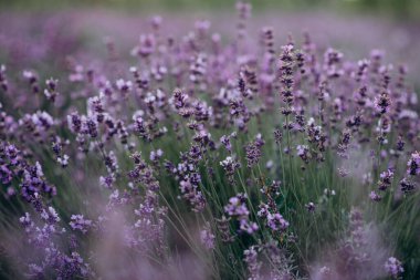 Lavanta alanının dokusu. Pastel mor lavanta çiçekleri. Aromaterapi doğal kozmetik. Yumuşak odak.