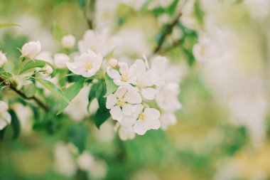Bahar kirazının çiçekli dalları. Yumuşak seçici odaklanma. Bahar çiçeği deseni. yatay