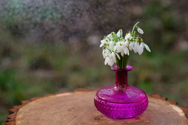 Перші Весняні Квіти Пролісок Галантус Нікаліс Вазі Фуксії Конопель Сонячний — стокове фото