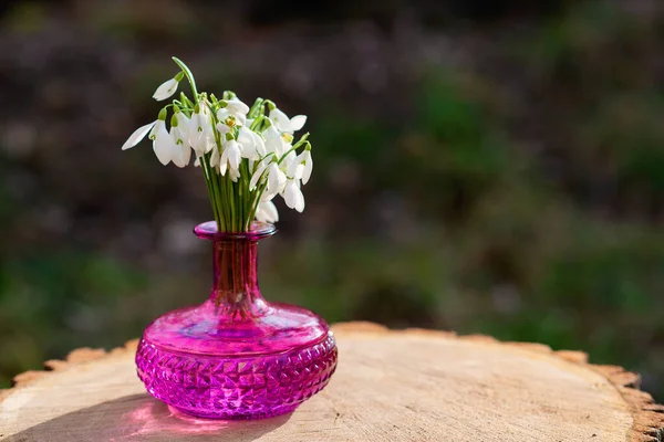 The first spring flowers of snowdrops (Galanthus nivalis) in a fuchsia vase on a stump. Snowdrops, a sign of spring. Copy space.