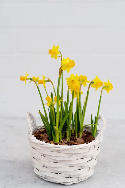 Jarní Květináč Narcisů Dřevěném Koši Country Stylu Pro Jarní Nebo — Stock fotografie