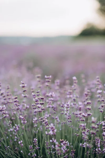 Bulanık Bir Arkaplanda Mor Lavantanın Hassas Pastel Renkleri Aromaterapi Doğal — Stok fotoğraf