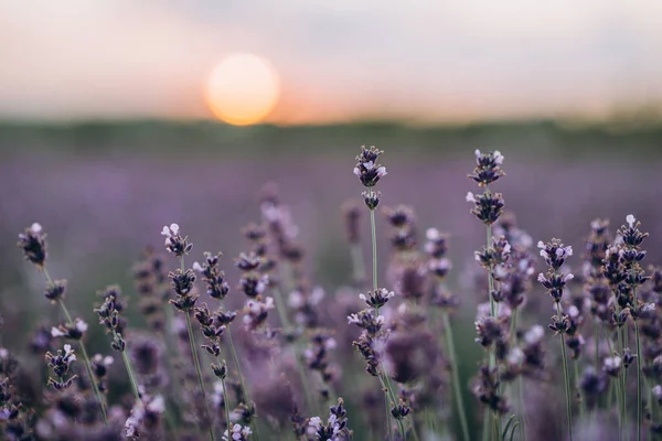 Mor bir tarlanın bulanık arka planında gün batımında lavanta. Pastel gözlük. Aromaterapi doğal kozmetik. Yumuşak odaklanma. Fransız Lavanta Tarlaları.