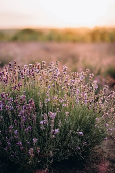 Flores Vívidas Lavanda Púrpura Fondo Una Puesta Sol Aromaterapia Enfoque — Foto de Stock