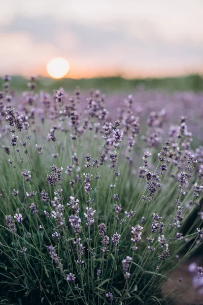 Gün batımında Provence lavantası çalıları. Aromaterapi doğal kozmetik. Fransız lavanta tarlaları. Yumuşak odak.