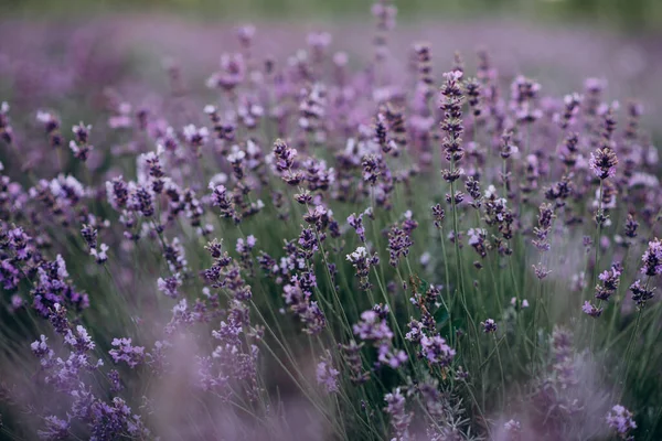 Textura Campo Lavanda Pastel Roxo Flores Lavanda Aromaterapia Cosmética Natural — Fotografia de Stock