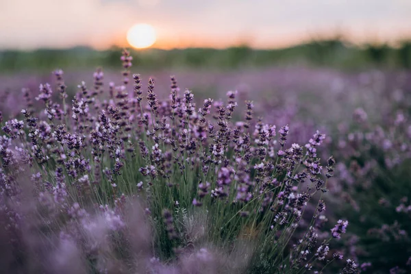 Mor bir tarlanın bulanık arka planında gün batımında lavanta. Pastel gözlük. Aromaterapi doğal kozmetik. Yumuşak odaklanma. Kaynak.