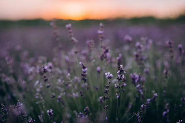 紫色のフィールドのぼやけた背景に夕日でラベンダー アロマセラピー天然化粧品 焦点を合わせて プロヴァンス 花の質感 テキストを挿入する場所 — ストック写真
