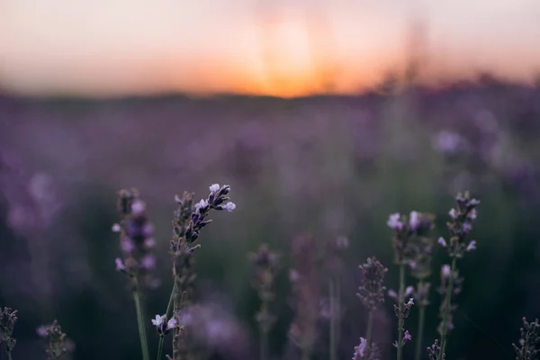 紫色のフィールドのぼやけた背景に日没時のラベンダーの花 パステルカラー アロマセラピー天然化粧品 ソフトフォーカス — ストック写真