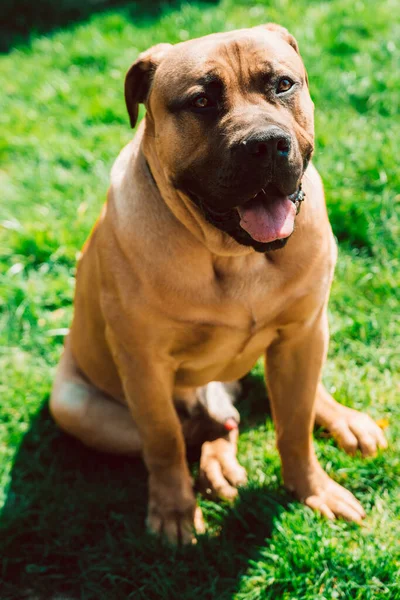 Boerboel cinsinin güzel ve güçlü bir köpeği kameraya itaatkar bir şekilde poz veriyor. Evcil hayvanlar. Dövüşen köpekler..