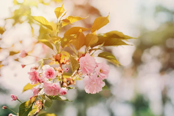 분홍빛 사쿠라 나무의 가지들은 햇빛에 합니다 부드럽고 선택적 꽃무늬 — 스톡 사진