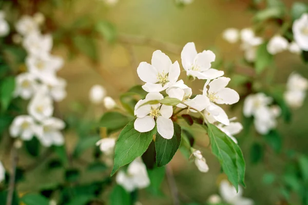 Tavaszi Cseresznye Virágzó Ágai Puha Szelektív Fókusz Tavaszi Virágos Textúra — Stock Fotó