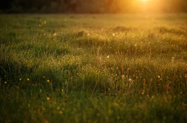 清晨的露珠落在草地上 在黎明的阳光下闪闪发光 — 图库照片