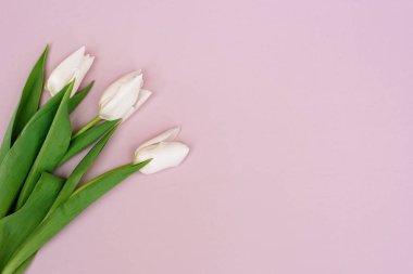 Anneler Günü, doğum günü, Paskalya, Kadınlar Günü için taze beyaz lalelerin bahar tebrik kartı tasviri. Uzayı kopyala Yumuşak seçici odak.