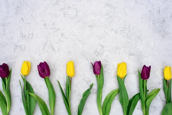 Una Fila Fiori Tulipano Primaverile Gialli Viola Uno Sfondo Pietra — Foto Stock