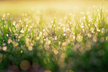 Bulanık bokeh içinde çiy damlaları sabah yeşil çimlerin üzerinde güneşte parlar. Yumuşak seçici odaklanma. Doğal arka plan. Boşluğu kopyala.