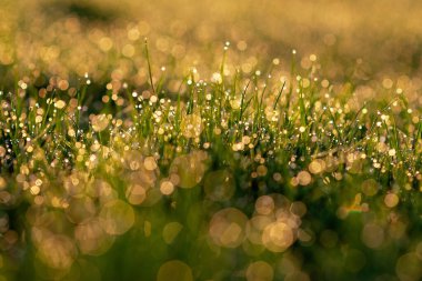 Sabahın köründe yeşil çimlerin üzerinde bulanık bir çiy damlası. Yumuşak seçici odaklanma. Doğal arkaplan.