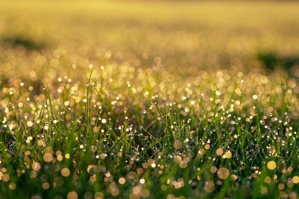 清晨在阳光下 在绿色的春草上 滴着露珠 有选择性的软重点 自然背景 — 图库照片