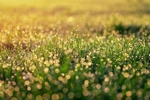 清晨阳光下 小滴露珠在绿草上模糊了 有选择性的软重点 自然背景 复制空间 — 图库照片