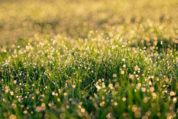 清晨在阳光下 在绿色的春草上 滴着露珠 有选择性的软重点 自然背景 复制空间 — 图库照片