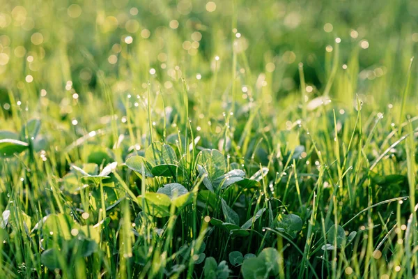 Harmatcseppek Zöld Füvön Lóhere Homályos Bokeh Reggeli Tavaszi Napsütésben Puha — Stock Fotó