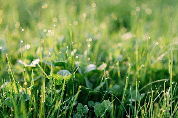 Yeşil Çimenlerin Üzerindeki Çiy Damlaları Bahar Güneşinde Bulanık Bokeh Rengi — Stok fotoğraf