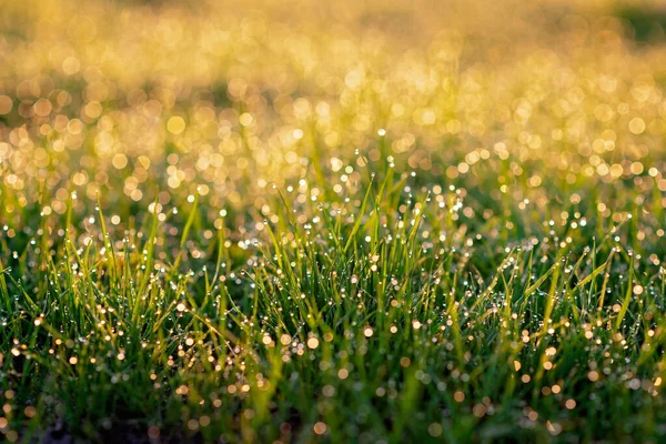晨光中 绿草上模糊的露珠在阳光下闪闪发光 有选择性的软重点 自然背景 — 图库照片