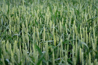 Green wheat field with spikelets in the foreground, organic cereal cultivation. Agronomics. Soft selective focus. clipart