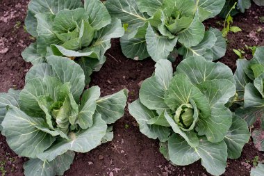 Temiz havadaki sebze tarlasında taze yeşil lahana yatakları. Bahçecilik. Organik ekolojik ürünler. Yumuşak seçici odak.