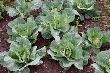 Temiz havadaki sebze tarlasında taze yeşil lahana yatakları. Bahçecilik. Organik ekolojik ürünler. Yumuşak seçici odak.