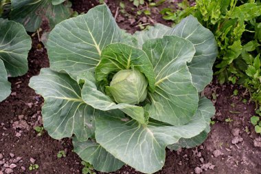 Temiz havada sebze tarlasında taze yeşil lahana. Bahçıvanlık. Organik ekolojik ürünler. Yumuşak seçici odak.