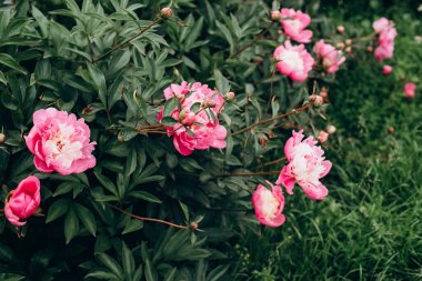 Bahçede taze pembe şakayık çalıları açıyor. Yaz çiçekleri. Yumuşak seçici odak.