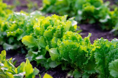 Bahçede taze yeşillik tomurcukları yetişiyor. Sağlıklı organik gıda. Yumuşak seçici odak.