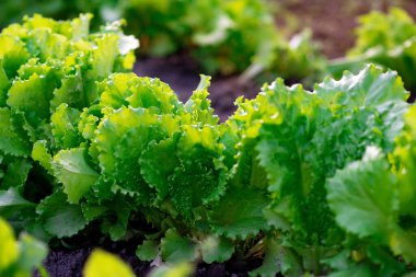 Bahçede taze yeşillik tomurcukları yetişiyor. Sağlıklı organik gıda. Yumuşak seçici odak.