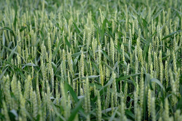 Önünde dikenleri olan yeşil buğday tarlası, organik tahıl ekimi. Agronomik. Yumuşak seçici odak.