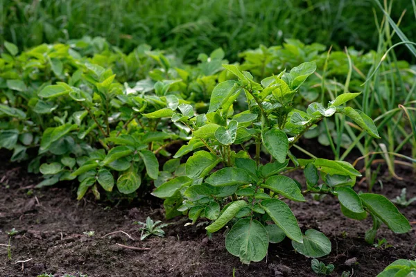 Gröna Buskar Med Färsk Potatis Ett Grönsaksfält Trädgårdsarbete Ekologiska Ekologiska — Stockfoto