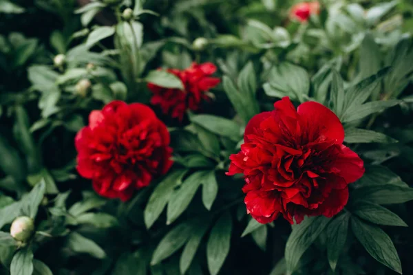Flor Peônias Vermelhas Frescas Jardim Arbusto Flores Verão Foco Seletivo — Fotografia de Stock