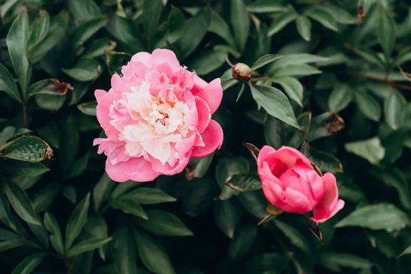 Arbustos Peônia Rosa Fresco Florescendo Jardim Flores Verão Foco Seletivo — Fotografia de Stock