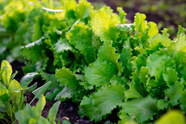 Växande Buntar Med Grön Färsk Sallad Trädgården Hälsosam Ekologisk Mat — Stockfoto