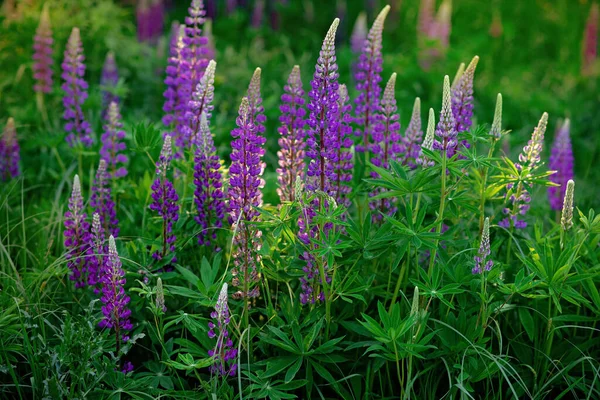 紫色的花在绿色的草地上绽放 红松盛开 软性选择性重点 — 图库照片
