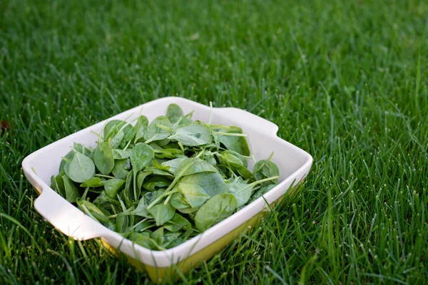 Begreppet Ren Mat Blad Mogna Saftiga Nyplockade Ekologiska Baby Spenat — Stockfoto