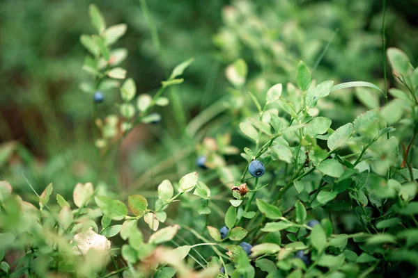 Wild Blueberry Bushes Green Forest Harvesting Blueberries — Stock Photo, Image
