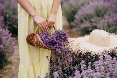 Taze kesilmiş lavanta çiçekleri sepeti ve lavanta çalılarının arasındaki bir elbise içindeki kadınların elinde bir şapka. Spa konsepti, aromaterapi, kozmetoloji. Yumuşak seçici odak.