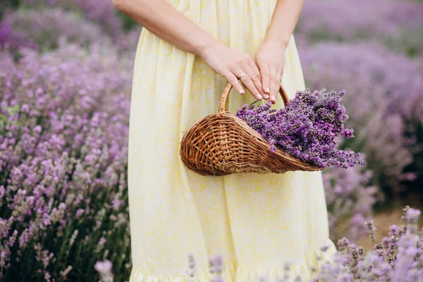 Bir sepet dolusu taze kesilmiş lavanta çiçeği lavanta çalılarının arasında bir elbise giymiş kadınların ellerinde. Spa konsepti, aromaterapi, kozmetoloji. Yumuşak seçici odak.