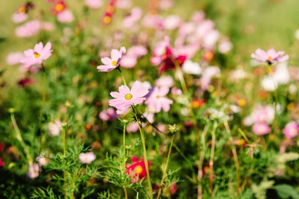 装飾的なピンクの庭の花コスモスBipinnatus コスパBipinnata Bidens Formosa メキシカン アスター コピースペース 花の背景 柔らかい選択的フォーカス — ストック写真