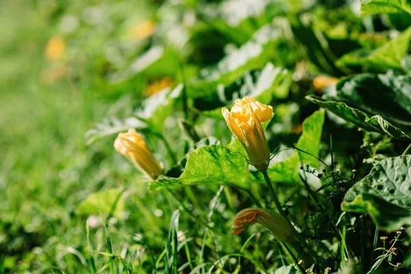 Flores Amarillas Florecientes Calabaza Calabacín Campo Agrícola Agricultura Enfoque Selectivo — Foto de Stock