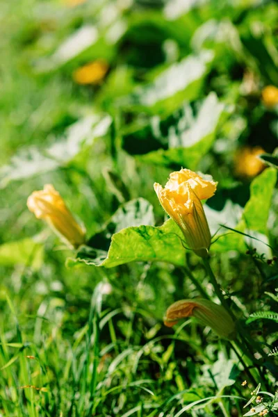 Flores Amarillas Florecientes Calabaza Calabacín Campo Agrícola Agricultura Enfoque Selectivo — Foto de Stock